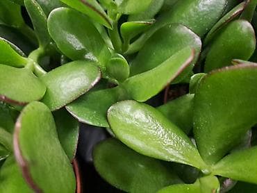 Crassula Ovata, Drvo Novca, velika biljka sa prve, druge i trece je na lalafo.rs — 1 Crassula Ovata, Drvo Novca, velika biljka sa prve, druge i trece je — 1