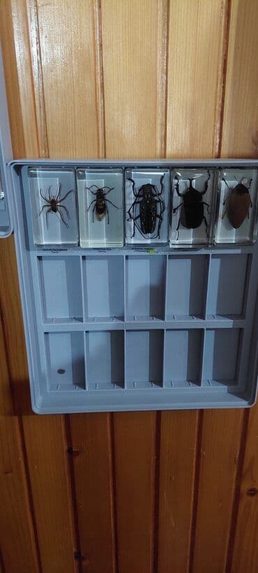 Other: Komplet “Pravi insekti i bube” – edukativna kolekcija - at lalafo.rs — 3 Other: Komplet “Pravi insekti i bube” – edukativna kolekcija - — 3