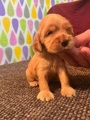 Dostupni štenci koker španijela za rezervaciju. Idealan poklon dragoj na lalafo.rs Dostupni štenci koker španijela za rezervaciju. Idealan poklon dragoj