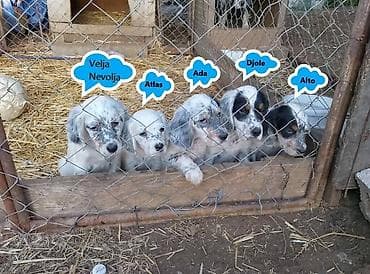 Na prodaju dva muska steneta trikolor engleskog setera od vrhunskih na lalafo.rs — 1 Na prodaju dva muska steneta trikolor engleskog setera od vrhunskih — 1