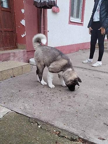 zenske original guess: Američka Akita žensko štene Na prodaju žensko štene Američke Akite na lalafo.rs — 5 zenske original guess: Američka Akita žensko štene Na prodaju žensko štene Američke Akite — 5