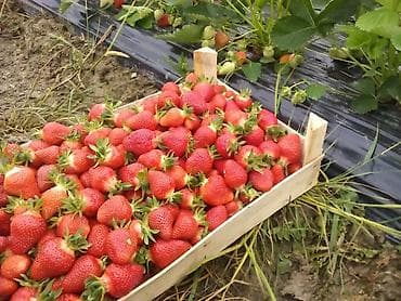 Seeds and seedlings: Rasadnik jagoda ima u ponudi sadnice italijanskih sorti. Sadnice su iz at lalafo.rs — 8 Seeds and seedlings: Rasadnik jagoda ima u ponudi sadnice italijanskih sorti. Sadnice su iz — 8