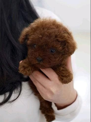 Najmanje pudle, od najlepsih roditelja u Evropi samo u na lalafo.rs Najmanje pudle, od najlepsih roditelja u Evropi samo u