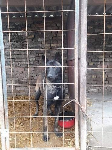 Belgijski ovčar MALINOA štenci Na prodaju štenci Belgijskog ovčara at lalafo.rs — 2 Belgijski ovčar MALINOA štenci Na prodaju štenci Belgijskog ovčara — 2