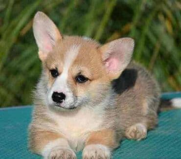 Domaće životinje: Velški korgi Welsh Corgi Pembroke Odgajivačnica Royal Ramonda FCI na lalafo.rs Domaće životinje: Velški korgi Welsh Corgi Pembroke Odgajivačnica Royal Ramonda FCI