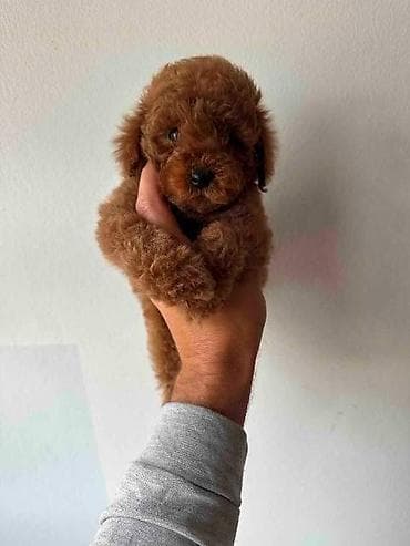 zenske broj: Crvene i aprikot mini patuljaste pudle Crvene i aprikot at lalafo.rs — 3 zenske broj: Crvene i aprikot mini patuljaste pudle Crvene i aprikot — 3