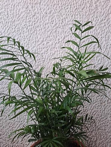 Palma Shamadorea, velika biljka sa prve slike je 600, sa druge i na lalafo.rs — 4 Palma Shamadorea, velika biljka sa prve slike je 600, sa druge i — 4