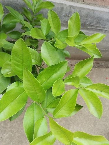 Stablo limuna, sa plodom, u cvetu. vise komada na lalafo.rs — 8 Stablo limuna, sa plodom, u cvetu. vise komada — 8