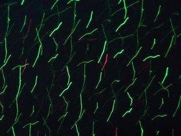 Dryers: BabySbreath Laser Light – spoljašnji/unutrašnji laserski projektor za at lalafo.rs — 3 Dryers: BabySbreath Laser Light – spoljašnji/unutrašnji laserski projektor za — 3