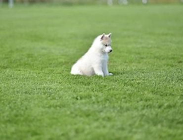 zenske broj: Prelepi štenci sibirskog haskija na prodaju. U ponudi štenci sibirskog at lalafo.rs — 4 zenske broj: Prelepi štenci sibirskog haskija na prodaju. U ponudi štenci sibirskog — 4