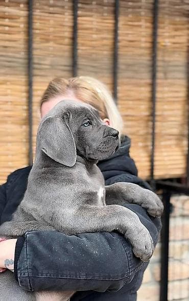 zenske broj: Cane Corso, zenke dostupne, od genetski testiranih roditelja vrhunskog at lalafo.rs — 3 zenske broj: Cane Corso, zenke dostupne, od genetski testiranih roditelja vrhunskog — 3