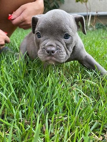 dve suknje po: Na prodaju štenci američkog bulija Na raspolaganju 6 preslatih na lalafo.rs — 4 dve suknje po: Na prodaju štenci američkog bulija Na raspolaganju 6 preslatih — 4