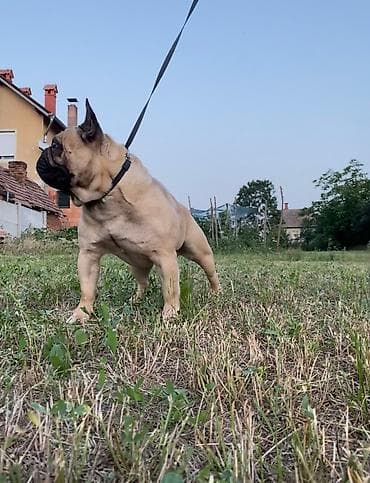 za svaki dan: Mužjak francuskog buldoga dostupan za parenje Poseduje kompletnu at lalafo.rs — 2 za svaki dan: Mužjak francuskog buldoga dostupan za parenje Poseduje kompletnu — 2