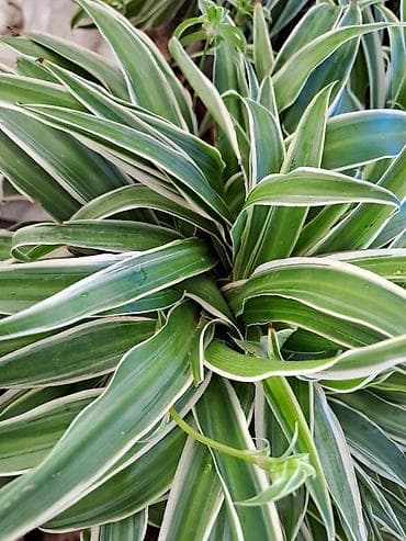 Chlorophytum, velike biljke u saksijama, Chlorophytum sa prve slike na lalafo.rs — 5 Chlorophytum, velike biljke u saksijama, Chlorophytum sa prve slike — 5