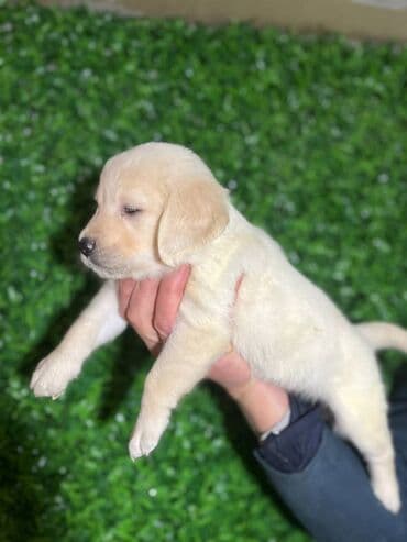 Na prodaju stenci Zlatnog retrivera ostenjeni 13.11.2025. Stenci su na lalafo.rs Na prodaju stenci Zlatnog retrivera ostenjeni 13.11.2025. Stenci su