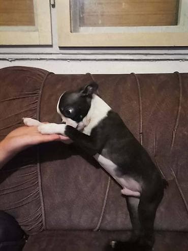 dve suknje po: Boston terijer dve devojčice I tri dečaka, traže novi dom, veoma at lalafo.rs — 3 dve suknje po: Boston terijer dve devojčice I tri dečaka, traže novi dom, veoma — 3