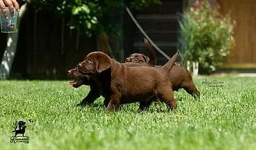 Labrador Retriver štenci, čokoladni Labrador Retriver štenci u ponudi at lalafo.rs — 2 Labrador Retriver štenci, čokoladni Labrador Retriver štenci u ponudi — 2