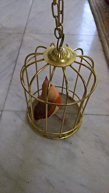 Kanarinac na baterije u kavezu na lalafo.rs — 5 Kanarinac na baterije u kavezu — 5