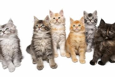 Maine Coon macici vrhunskog porekla iz odgajivacnice Yaswood Ivan na lalafo.rs Maine Coon macici vrhunskog porekla iz odgajivacnice Yaswood Ivan