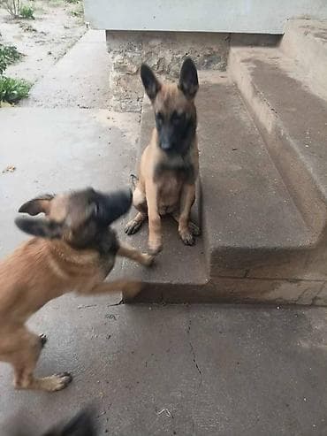 zenske original guess: Belgijski ovčar MALINOA štenci Na prodaju dva muška šteneta, stari 3 na lalafo.rs — 6 zenske original guess: Belgijski ovčar MALINOA štenci Na prodaju dva muška šteneta, stari 3 — 6