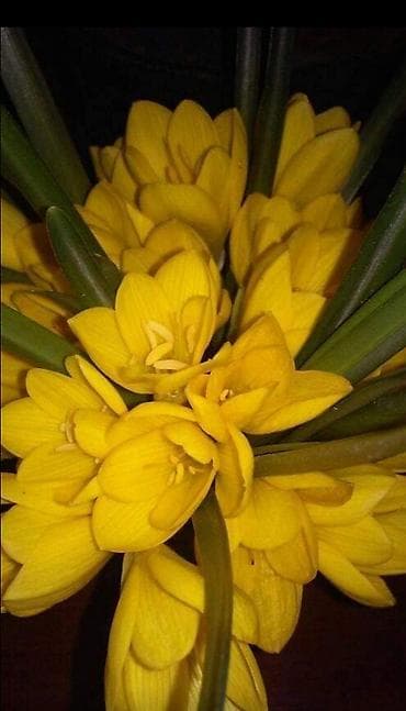 Lukovice žutog krokusa (10 kom u pakovanju) 200 din na lalafo.rs Lukovice žutog krokusa (10 kom u pakovanju) 200 din