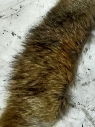 Prirodno krzno – traka/okovratnik - Materijal: prirodno krzno u na lalafo.rs — 3 Prirodno krzno – traka/okovratnik - Materijal: prirodno krzno u — 3