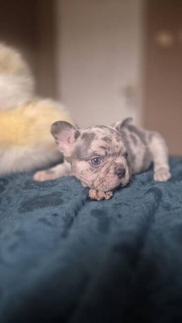 ✨ Prelepi štenci francuskog buldoga na prodaju! ✨ U ponudi su izuzetno na lalafo.rs ✨ Prelepi štenci francuskog buldoga na prodaju! ✨ U ponudi su izuzetno