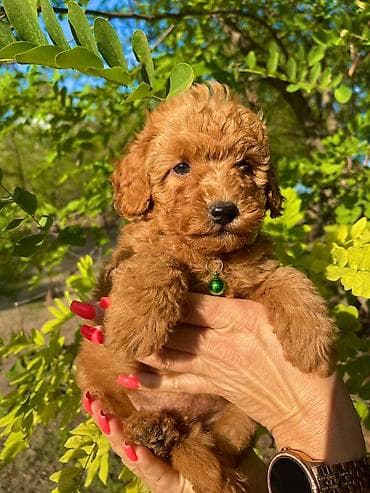 Odgajivacnica pasa "Happy Puppies" ima u ponudi muzjake patuljaste i na lalafo.rs Odgajivacnica pasa "Happy Puppies" ima u ponudi muzjake patuljaste i
