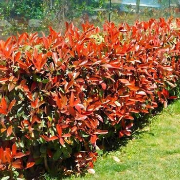 Sadnice fotinije – Photinia x fraseri ‘Red Robin’ - Dekorativni na lalafo.rs Sadnice fotinije – Photinia x fraseri ‘Red Robin’ - Dekorativni