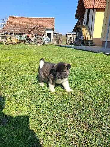 zenske original guess: U ponudi prelepi stenci Americke akite, starosti 50 dana. U ponudi 2 na lalafo.rs — 5 zenske original guess: U ponudi prelepi stenci Americke akite, starosti 50 dana. U ponudi 2 — 5