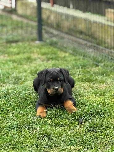 zenske broj: Na prodaju štenad Rottweilera vrhunskog porekla. Odgajivačnica Euro at lalafo.rs — 2 zenske broj: Na prodaju štenad Rottweilera vrhunskog porekla. Odgajivačnica Euro — 2