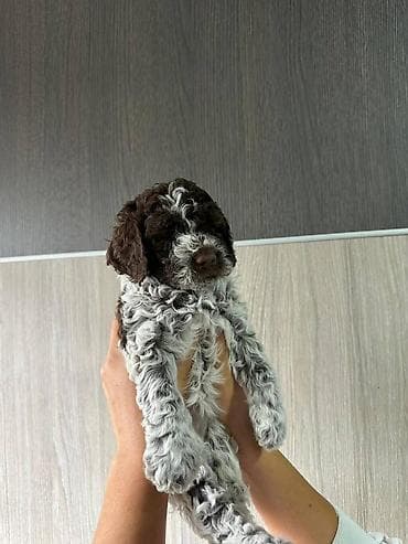 zenske broj: U ponudi stenci rase lagoto romanjolo ostenjeni 02.09 muzijaci i at lalafo.rs — 2 zenske broj: U ponudi stenci rase lagoto romanjolo ostenjeni 02.09 muzijaci i — 2