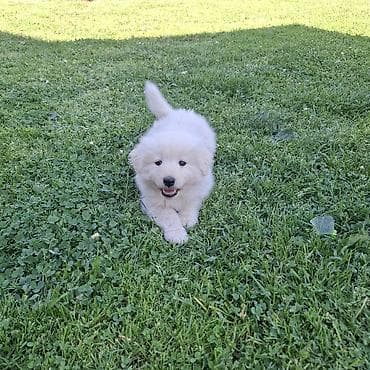 Stene samojeda staro 2,5 meseci.Jednom vakcinisano bez papira. 100 na lalafo.rs Stene samojeda staro 2,5 meseci.Jednom vakcinisano bez papira. 100