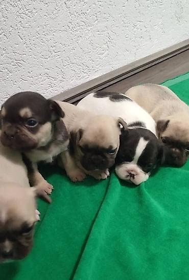 Francuski buldog štenci exotic, plavi, klasik i fluffy veseli na lalafo.rs — 4 Francuski buldog štenci exotic, plavi, klasik i fluffy veseli — 4