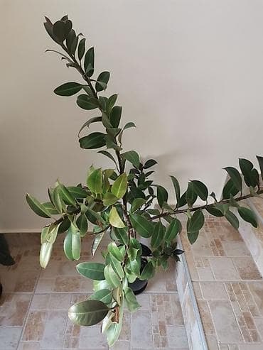 Fikus, visine oko 1m. Cena 5000 dinara at lalafo.rs — 2 Fikus, visine oko 1m. Cena 5000 dinara — 2
