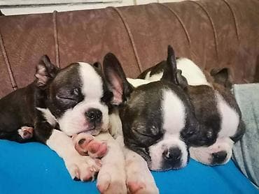 Boston terijer dve devojčice I tri dečaka, traže novi dom, veoma na lalafo.rs Boston terijer dve devojčice I tri dečaka, traže novi dom, veoma