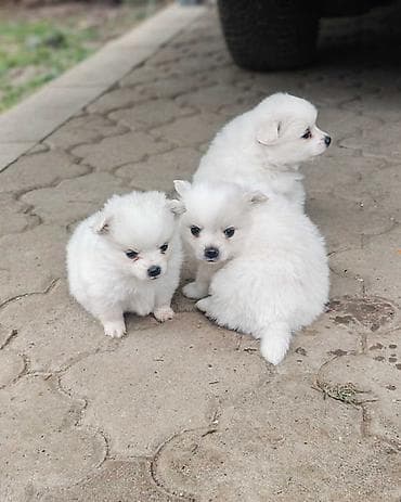 za svaki dan: Nemački špic, štenci snežno bele boje, sitne građe, ženskog pola at lalafo.rs — 5 za svaki dan: Nemački špic, štenci snežno bele boje, sitne građe, ženskog pola — 5