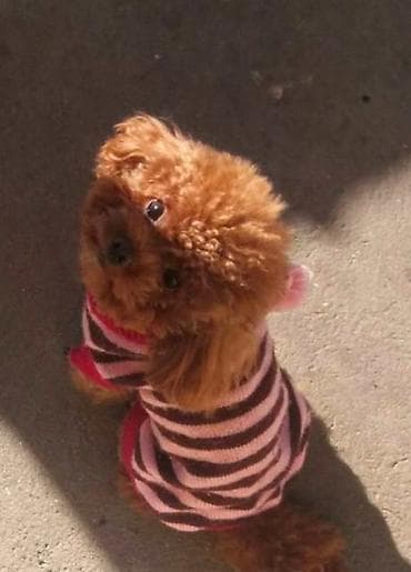 Patuljasta pudla, muško štene Dostupan mužjak patuljaste pudle na lalafo.rs Patuljasta pudla, muško štene Dostupan mužjak patuljaste pudle