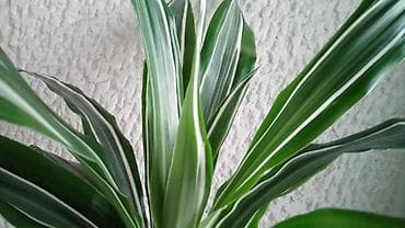 Dracena White Bird, Golden Coast, Compacta, lepe, kvalitetne biljke na lalafo.rs — 1 Dracena White Bird, Golden Coast, Compacta, lepe, kvalitetne biljke — 1