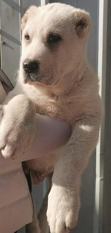 Na prodaju musko stene Srednjeaziskog ovcara Ostenjeno 10.01.2026 Od na lalafo.rs Na prodaju musko stene Srednjeaziskog ovcara Ostenjeno 10.01.2026 Od