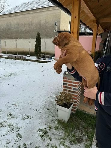 Na prodaju štenci bordoške doge. Štenci su vrlo kvalitetni i zdravi at lalafo.rs — 3 Na prodaju štenci bordoške doge. Štenci su vrlo kvalitetni i zdravi — 3