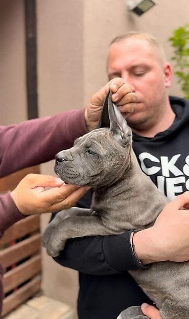 Dostupni za rezervaciju stenci Cane Corso iz registrovane at lalafo.rs — 5 Dostupni za rezervaciju stenci Cane Corso iz registrovane — 5