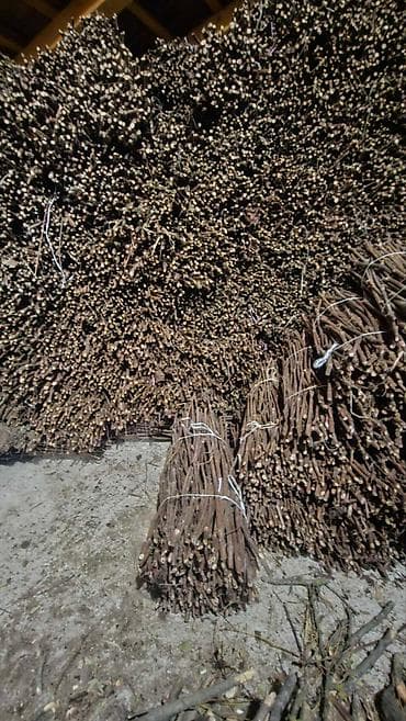 NA PRODAJU: Isečena Loza 1 KLASE za Kalemljenje (Kober BB) U ponudi na lalafo.rs — 2 NA PRODAJU: Isečena Loza 1 KLASE za Kalemljenje (Kober BB) U ponudi — 2