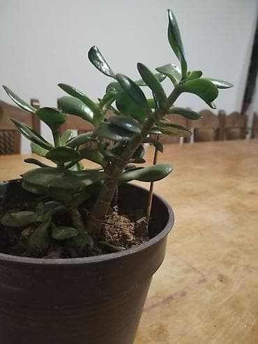 cepaci za drva: Sobne sukulente – Crassula ovata (drvo novca) imam manje saksije po na lalafo.rs — 4 cepaci za drva: Sobne sukulente – Crassula ovata (drvo novca) imam manje saksije po — 4