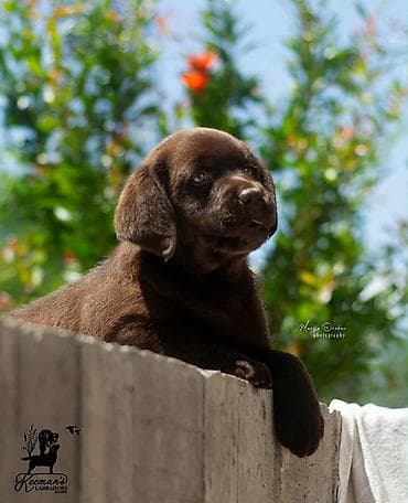 Labrador Retriver štenci, čokoladni Labrador Retriver štenci u ponudi at lalafo.rs — 7 Labrador Retriver štenci, čokoladni Labrador Retriver štenci u ponudi — 7
