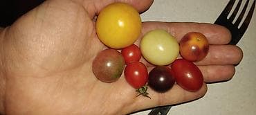 Seme domaćih sorti paradajza Opis: - Raznovrsne stare i egzotične na lalafo.rs — 10 Seme domaćih sorti paradajza Opis: - Raznovrsne stare i egzotične — 10