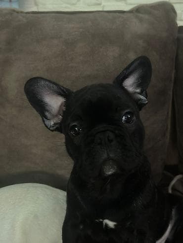 Francuski buldog, crne boje sa malom belom tačkicom na grudima.Lepe na lalafo.rs Francuski buldog, crne boje sa malom belom tačkicom na grudima.Lepe