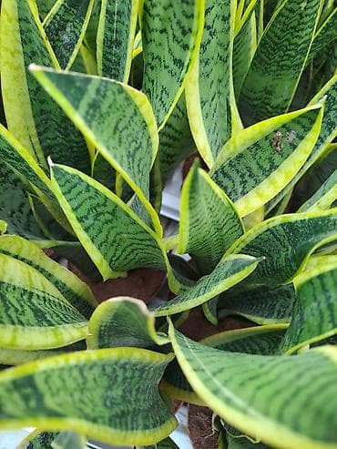 Sanseverije sa prve tri slike su 800, Orhideje sa cetvrte i pete su na lalafo.rs — 1 Sanseverije sa prve tri slike su 800, Orhideje sa cetvrte i pete su — 1