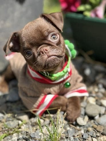 Petit Brabançon (Smooth Brussel Griffon) štenci u retkim i veoma na lalafo.rs Petit Brabançon (Smooth Brussel Griffon) štenci u retkim i veoma