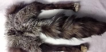 Krzno(Zadnji deo) duzina 68 cm.ocuvano na lalafo.rs — 1 Krzno(Zadnji deo) duzina 68 cm.ocuvano — 1